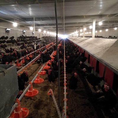 Automatic Duck Steel 12mm Poultry Farm House