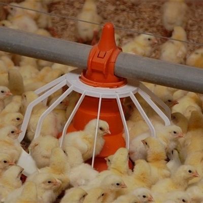 Automatic Poultry Feeder For Broiler