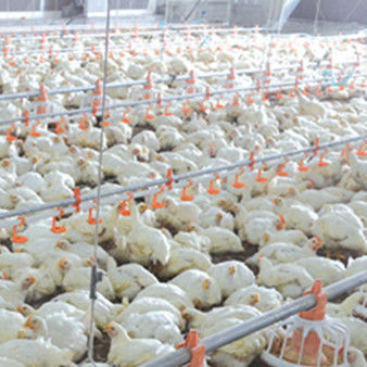 Automatic Pan Feeding System Poultry Farm Equipment
