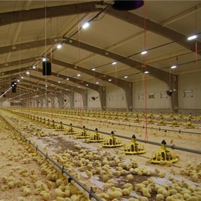 400kg/H Poultry Farming Equipment For Broilers Products