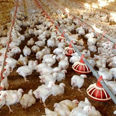 400kg/H Poultry Farming Equipment For Broilers Products