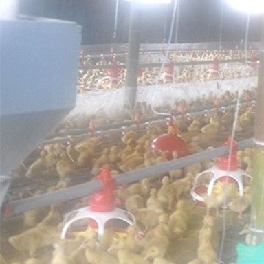 Al-Zn Coating 1.5mm Automatic Duck Feeder For Farm House Equipment
