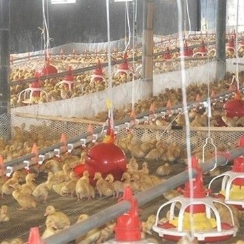 Al-Zn Coating 1.5mm Automatic Duck Feeder For Farm House Equipment