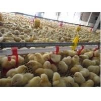 Sistem Makan Pan Otomatis Ayam Unggas Jalur Minum Puting