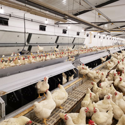 Peternakan Unggas Sistem Pengumpan Pan Pemuliaan Ayam