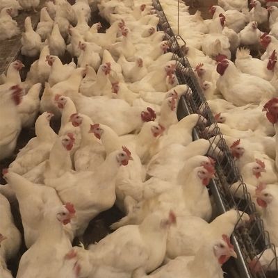 Sistem Peternakan Pemuliaan Tanah Rumah Ayam Peralatan Unggas Komersial Untuk Ayam Broiler