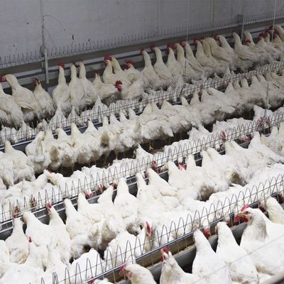 Peralatan Peternakan Sistem Pakan Unggas Pan Pembibitan Otomatis Induk Ayam Minum
